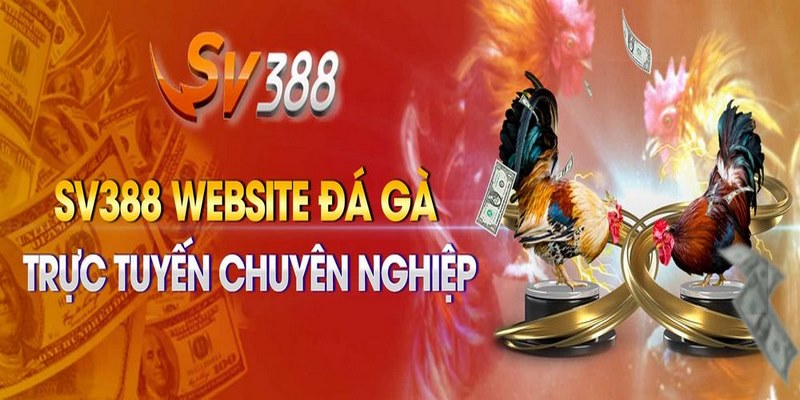 Đá gà trực tiếp SV388 – Uy tín, chất lượng và đẳng cấp